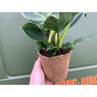 Philodendron Birkin