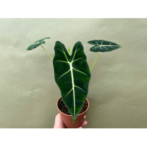 Alocasia frydek L