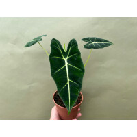 Alocasia frydek L