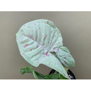 Syngonium Milk Confetti