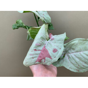 Syngonium Milk Confetti