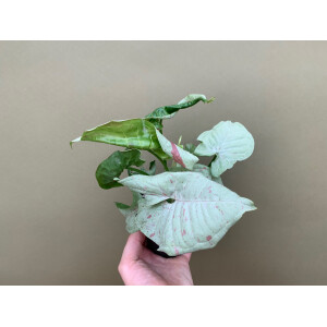 Syngonium Milk Confetti