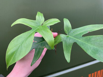 Philodendron Florida Ghost Cutting