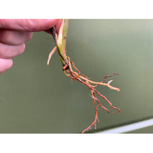 Philodendron Florida Ghost Ableger