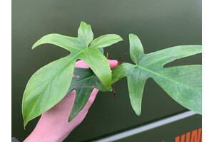 Philodendron Florida Ghost Cutting