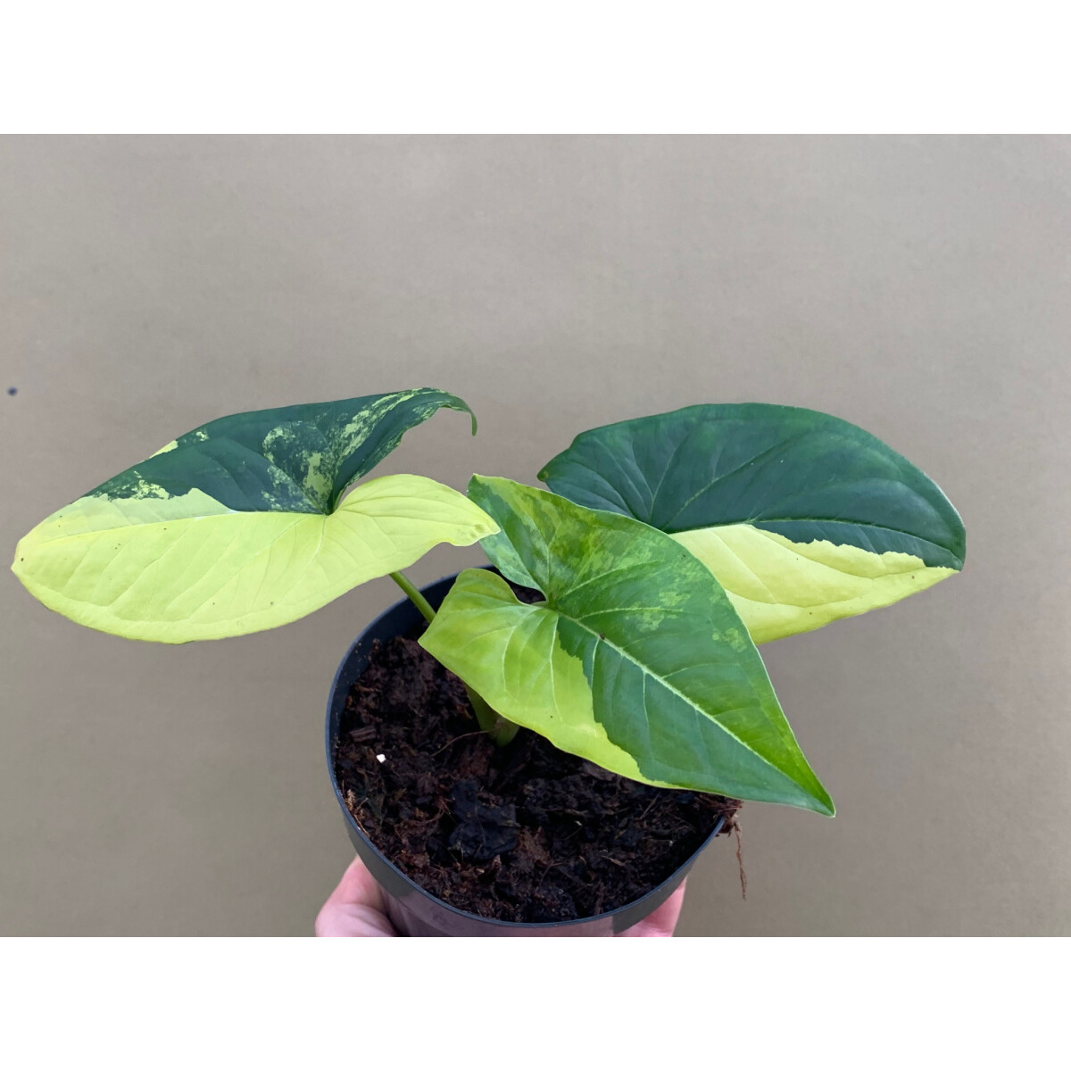 Syngonium podophyllum aurea variegata