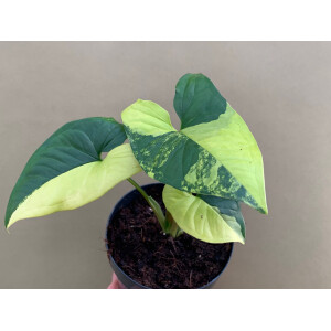 Syngonium podophyllum aurea variegata