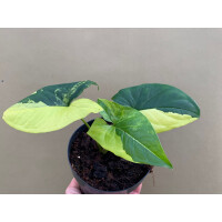 Syngonium podophyllum aurea variegata