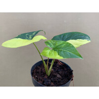 Syngonium podophyllum aurea variegata