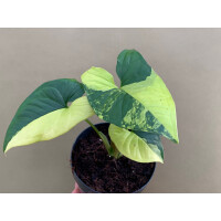 Syngonium podophyllum aurea variegata