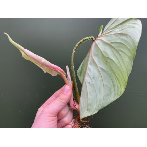 Philodendron plowmanii