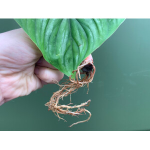 Philodendron plowmanii