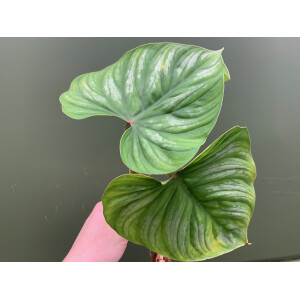 Philodendron plowmanii