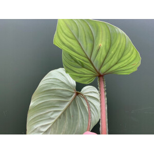 Philodendron plowmanii