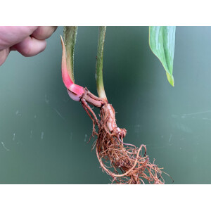 Philodendron plowmanii