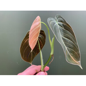 Philodendron melanochrysum Ableger