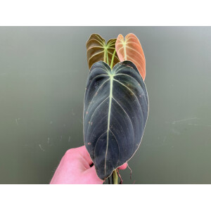 Philodendron melanochrysum Ableger