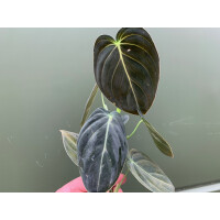 Philodendron melanochrysum Ableger