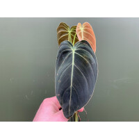 Philodendron melanochrysum Ableger