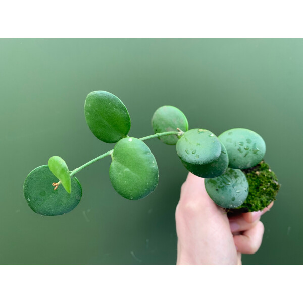 Xerosicyos danguyi Silver Dollar Plant