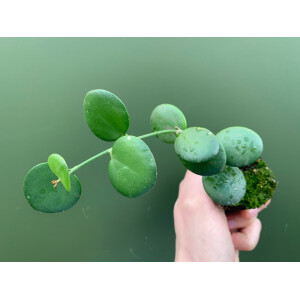 Xerosicyos danguyi Silver Dollar Plant