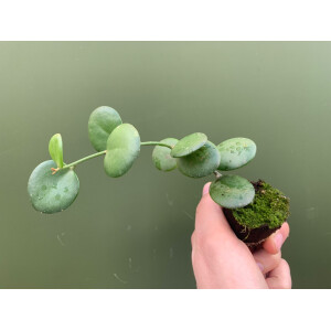 Xerosicyos danguyi Silver Dollar Plant