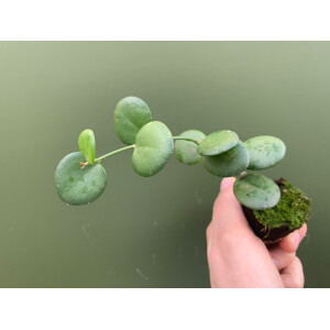 Xerosicyos danguyi Silver Dollar Plant