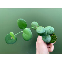 Xerosicyos danguyi Silver Dollar Plant