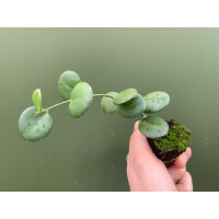 Xerosicyos danguyi Silver Dollar Plant