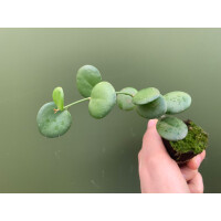 Xerosicyos danguyi Silver Dollar Plant