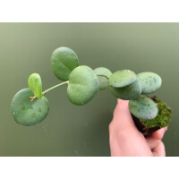 Xerosicyos danguyi Silver Dollar Plant