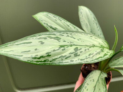 Aglaonema Silver Bay