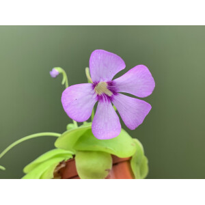 Pinguicula spec.