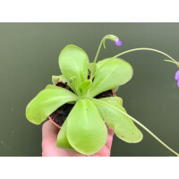 Pinguicula spec.
