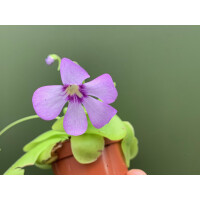 Pinguicula spec.