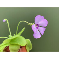 Pinguicula spec.