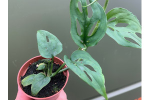 Mini Monstera 5,5cm Babyplant