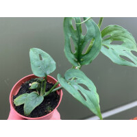 Mini Monstera 5,5cm Babyplant