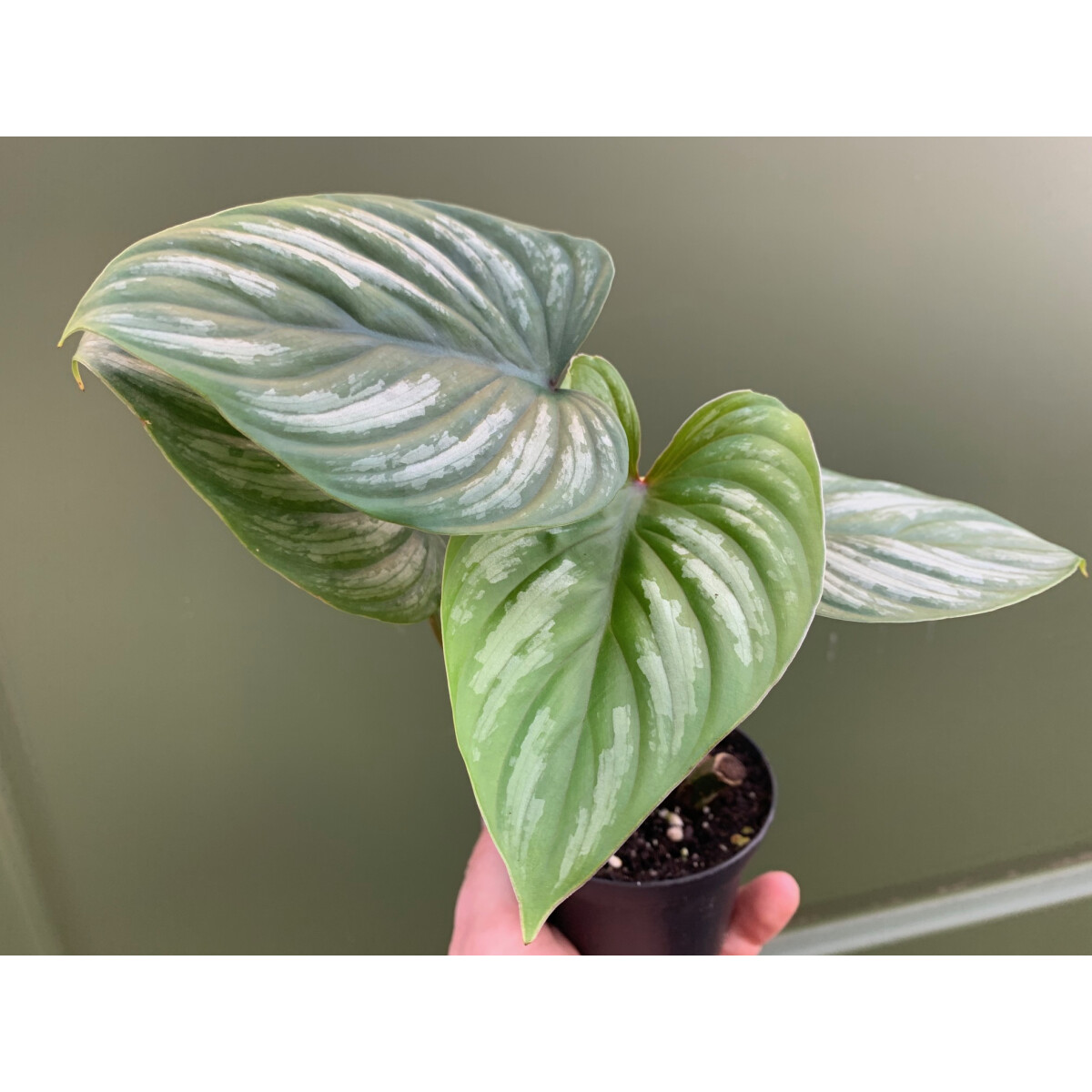  Philodendron mamei, 19,90 