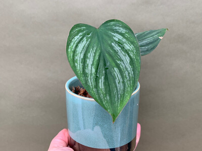 Philodendron mamei S