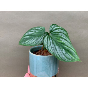 Philodendron mamei S