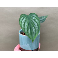 Philodendron mamei S