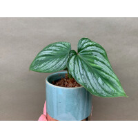 Philodendron mamei S