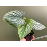 Philodendron mamei S