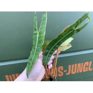 Philodendron Billietiae