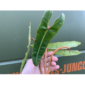 Philodendron Billietiae