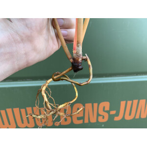 Philodendron Billietiae