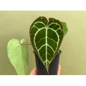 Anthurium crystallinum