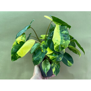 Philodendron Burle Marx variegata L