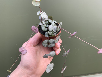 Ceropegia woodii String of Hearts` (Leuchterblume)